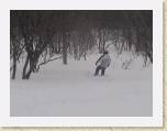 Andy Nay Japan Snowboarding Bandi Alti 318 814 * 640 x 480 * (107KB)